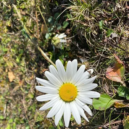 Golte Tibona Daire *