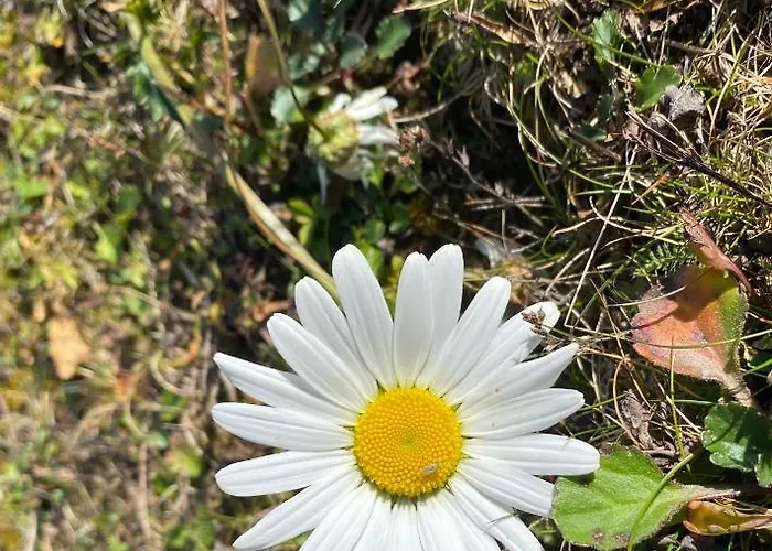 Golte Tibona Lejlighed *